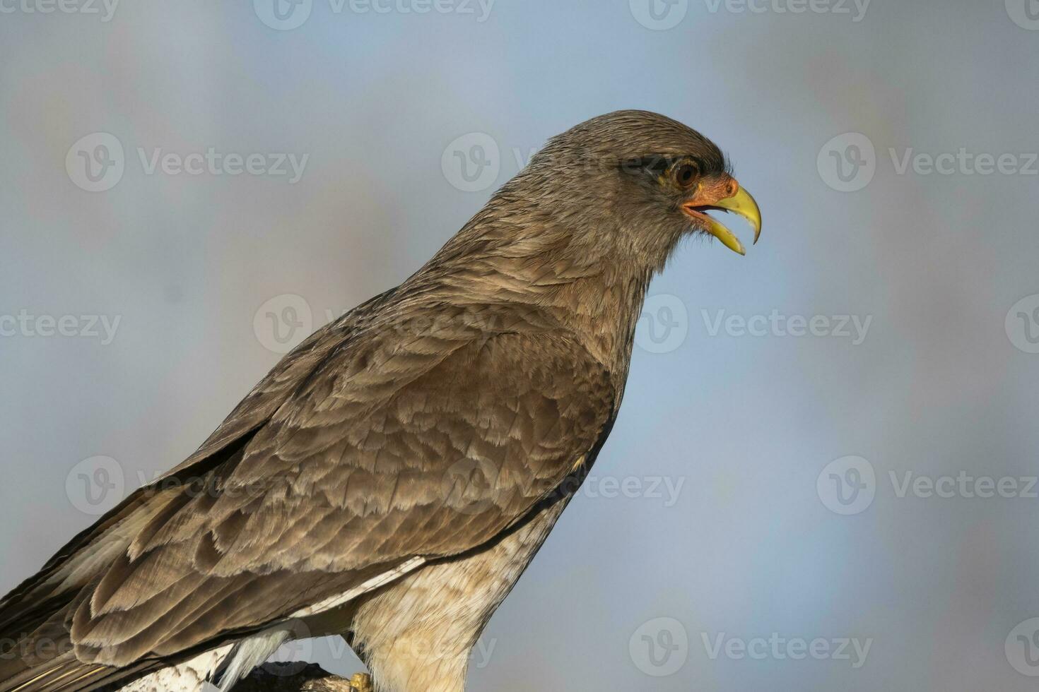 caracara chimango retrato , la pampa província, patagônia , Argentina foto