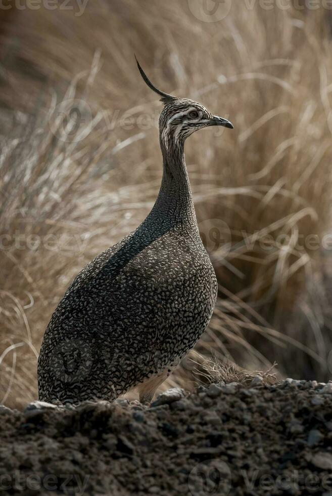 elegante com crista tinamou, eudromia elegantes, pampas pastagem ambiente, la pampa província, Patagônia, Argentina. foto