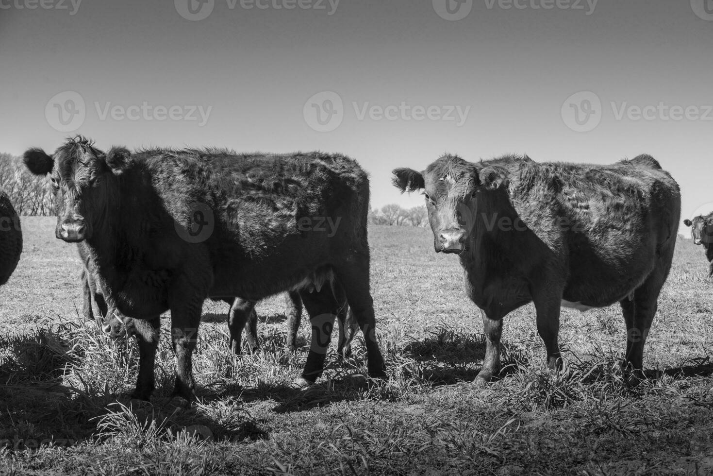 gado levantando com natural pastagens dentro pampas interior, la pampa província, patagônia, Argentina. foto