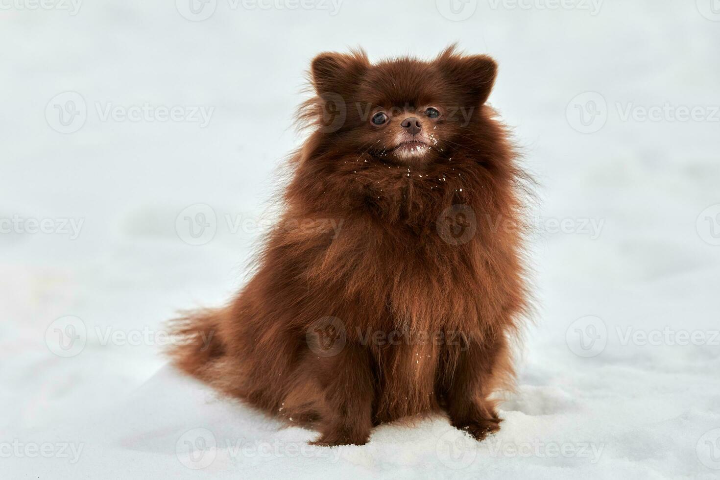 feliz cão spitz da Pomerânia no inverno caminhando ao ar livre retrato em tamanho real bonito spitz de chocolate foto