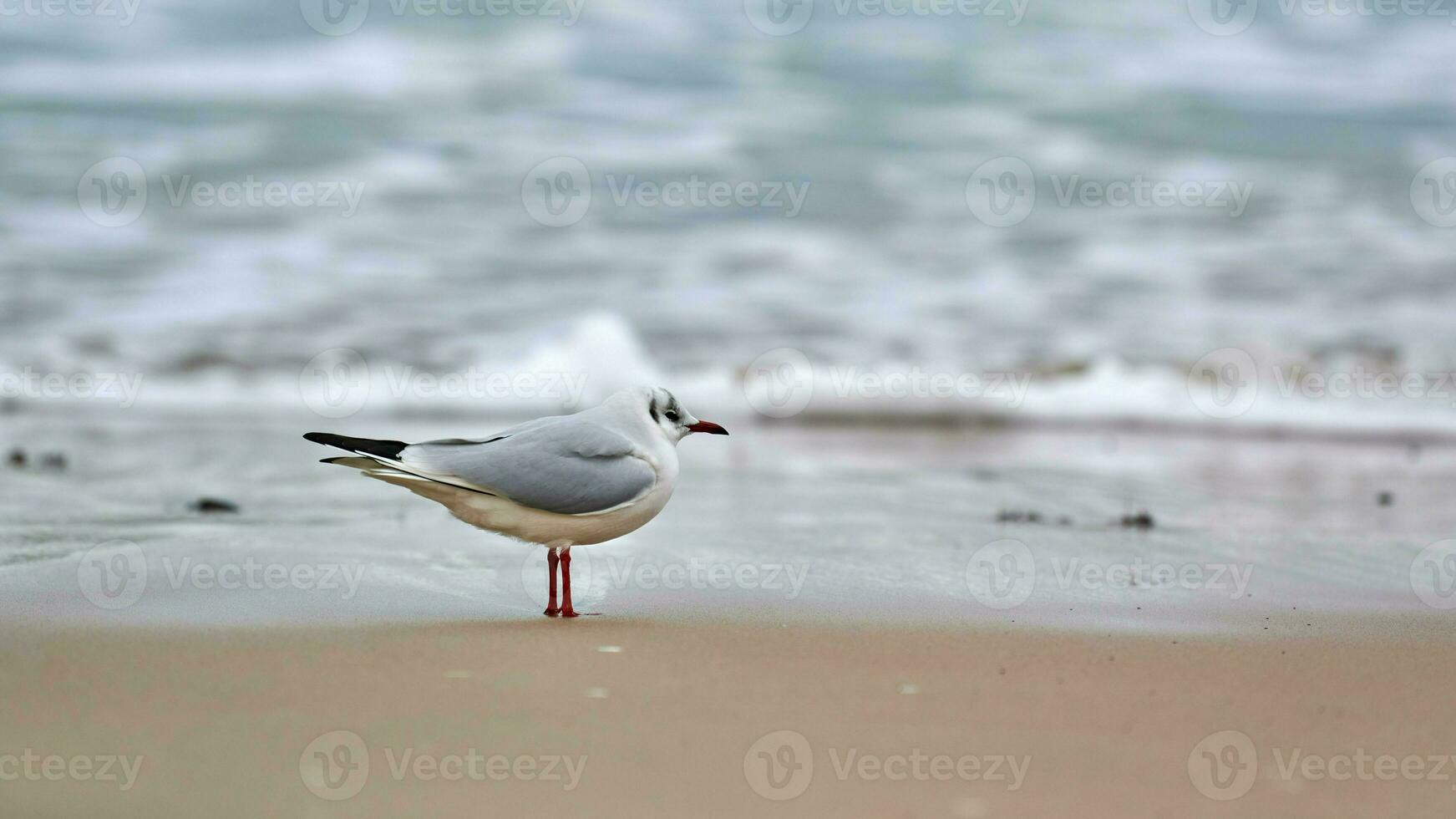 gaivota de cabeça preta na praia, mar e fundo de areia foto