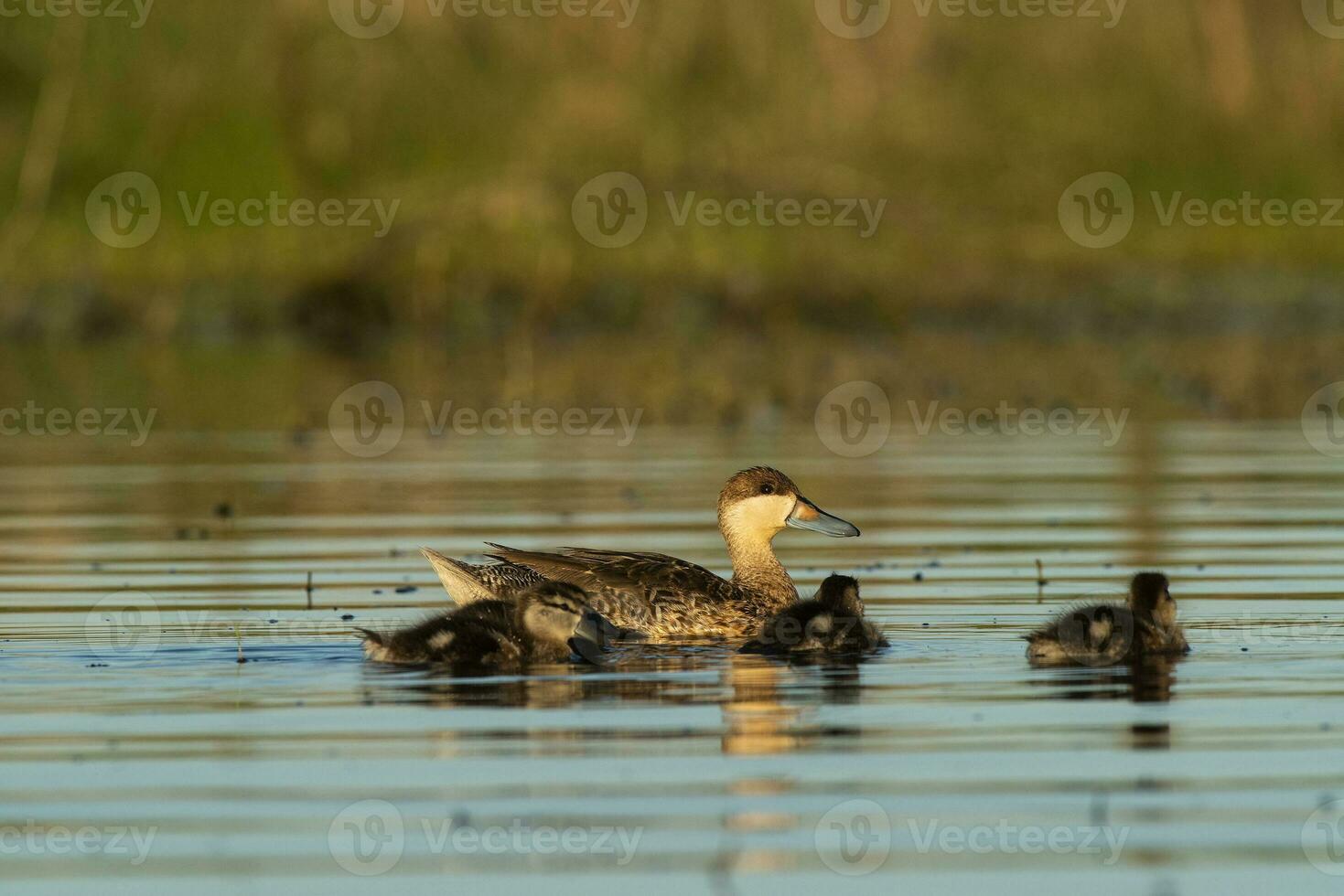 prata cerceta, com pintinhos, la pampa província, Patagônia, Argentina. foto