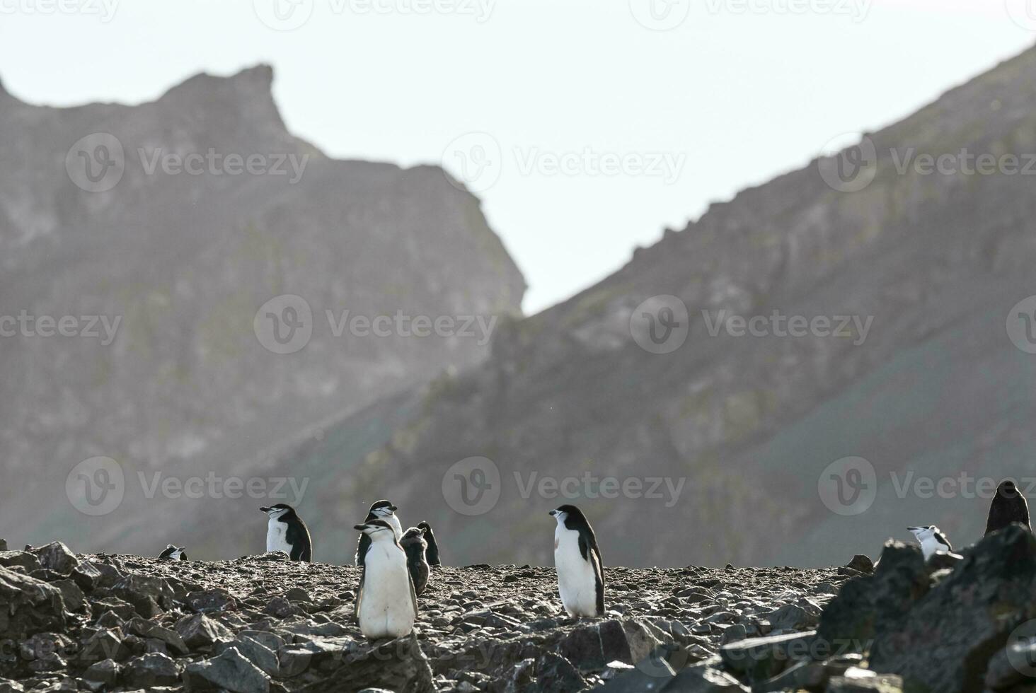 cinta de queixo pinguim, paulet ilha, antártica, científico nome, pigoscelo Antártico foto