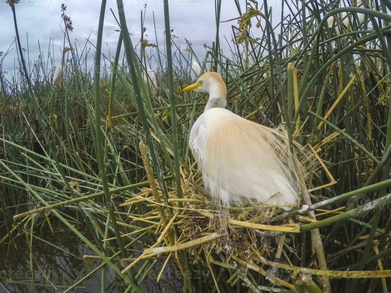 gado garça, Bubulcus íbis, nidificação, la pampa província, Patagônia, Argentina foto