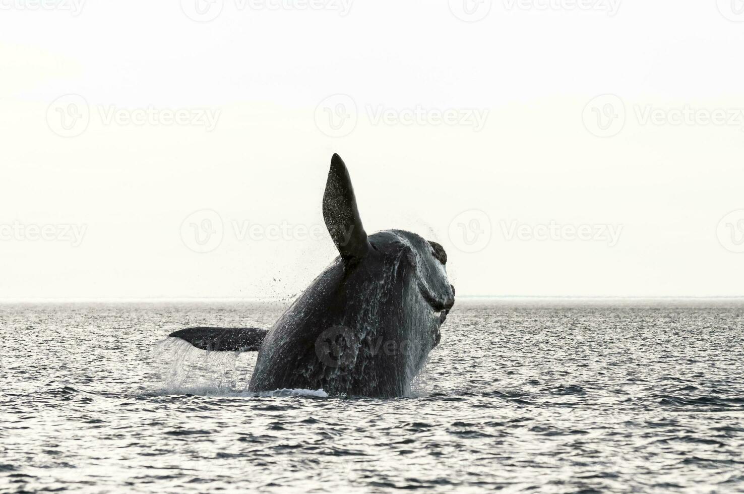 baleia pulando dentro Península valdes,, Patagônia, Argentina foto