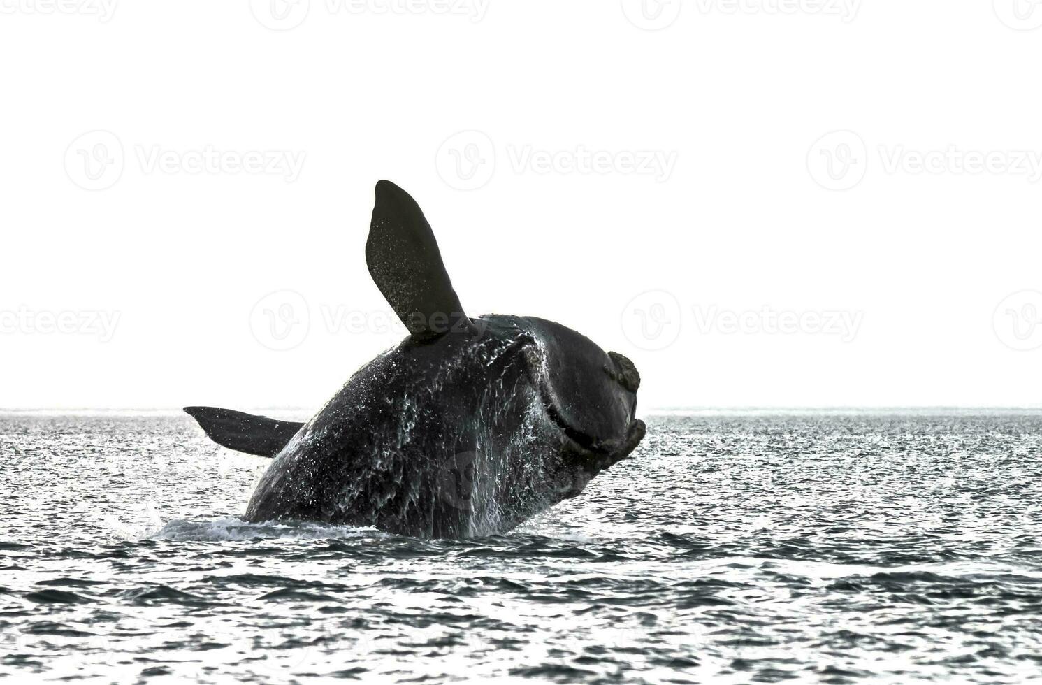 baleia pulando dentro Península valdes,, Patagônia, Argentina foto