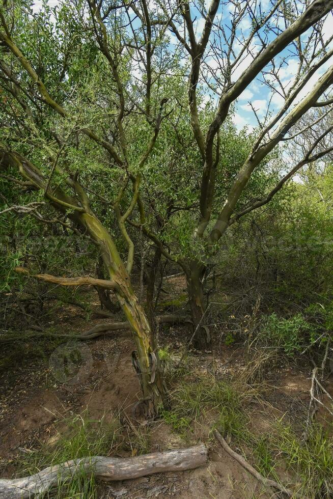 caldeirão floresta paisagem, geoffraea decorticantes plantas, la pampa província, Patagônia, Argentina. foto