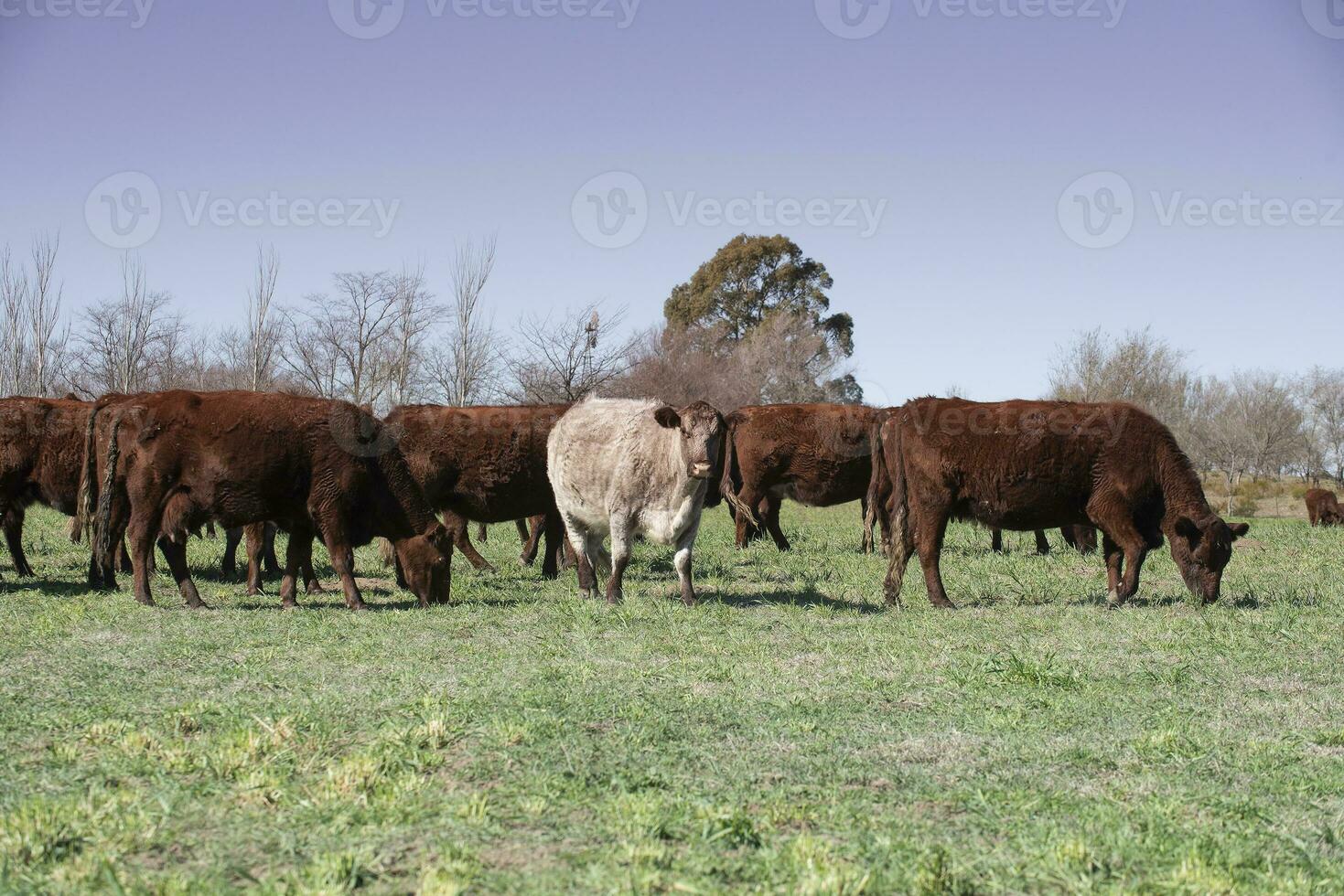 gado levantando com natural pastagens dentro pampas interior, la pampa província, patagônia, Argentina. foto