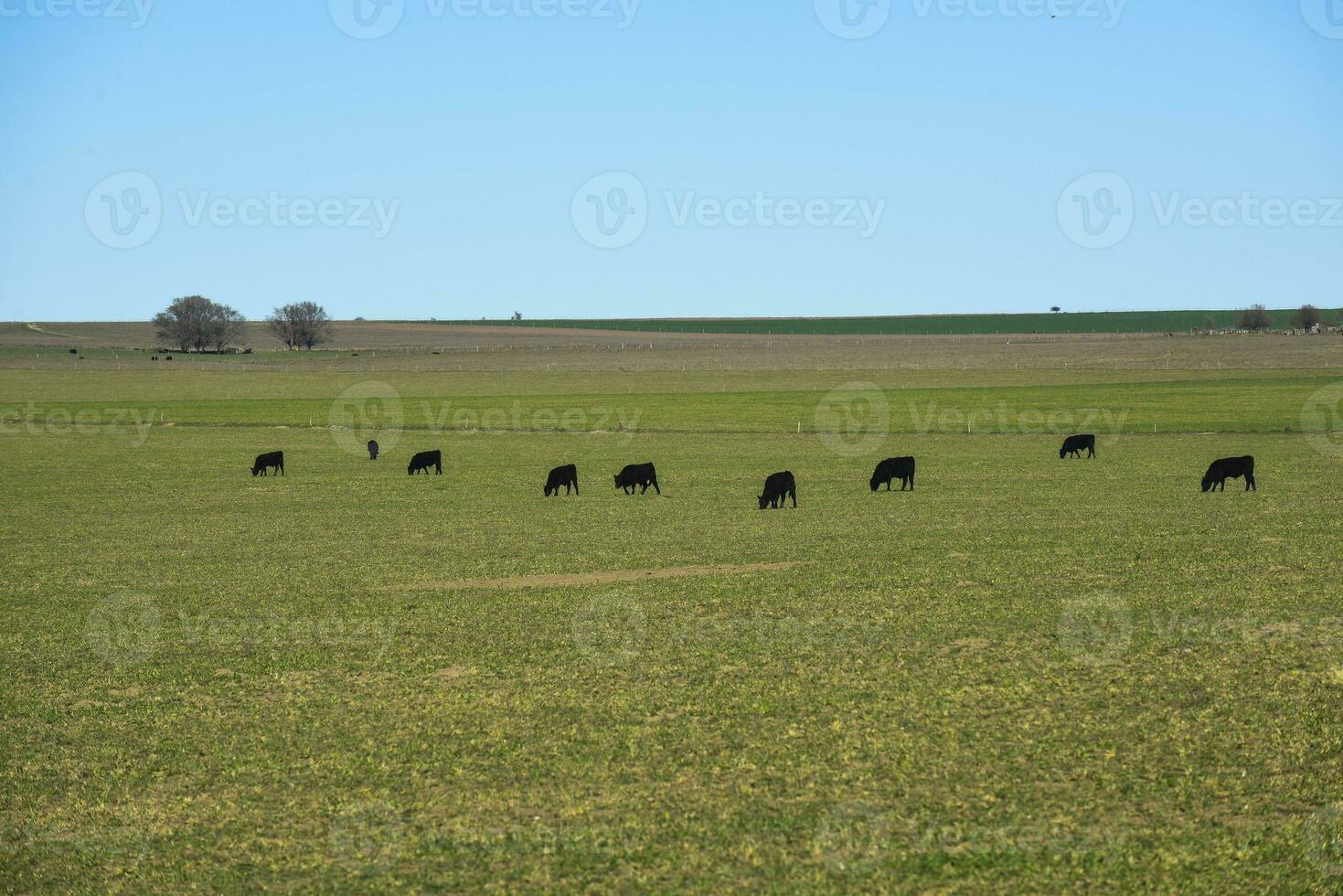 gado levantando com natural pastagens dentro pampas interior, la pampa província, patagônia, Argentina. foto