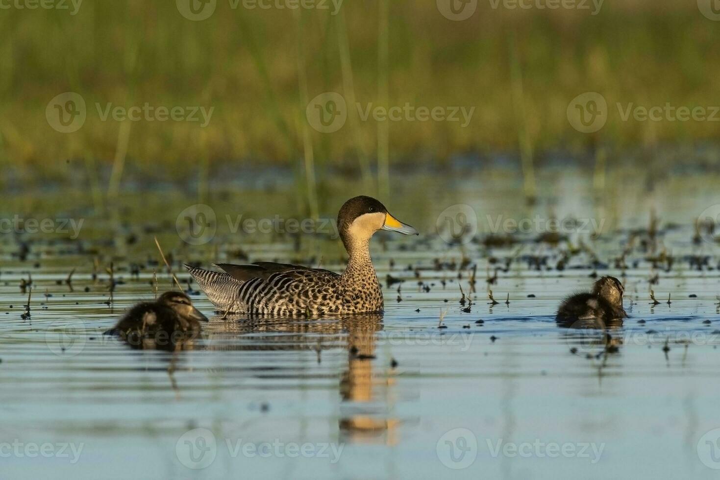 prata cerceta, espátula versicolor , com pintinhos, la pampa província, Patagônia, Argentina. foto