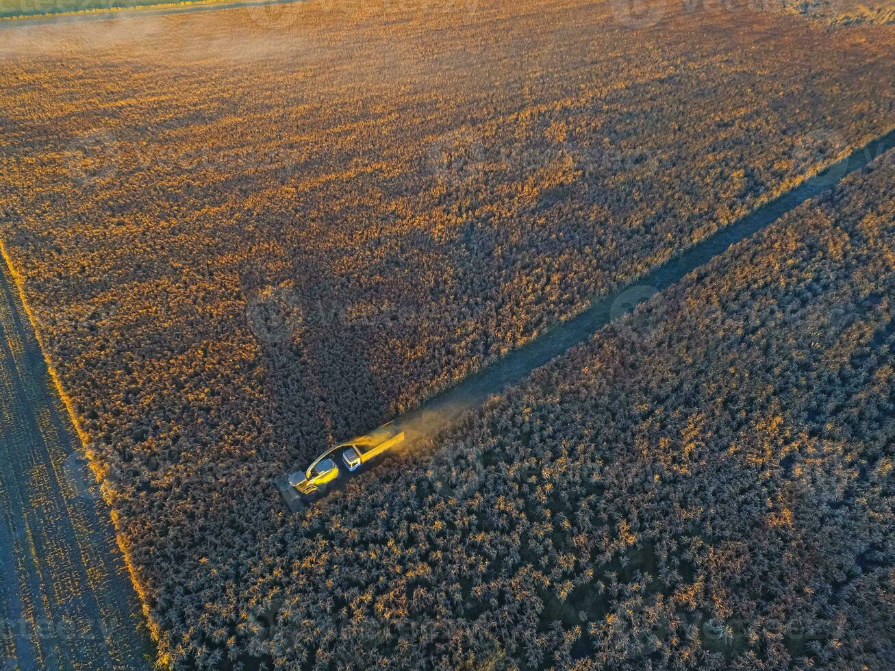 sorgo colheita, dentro la pampa, Argentina foto