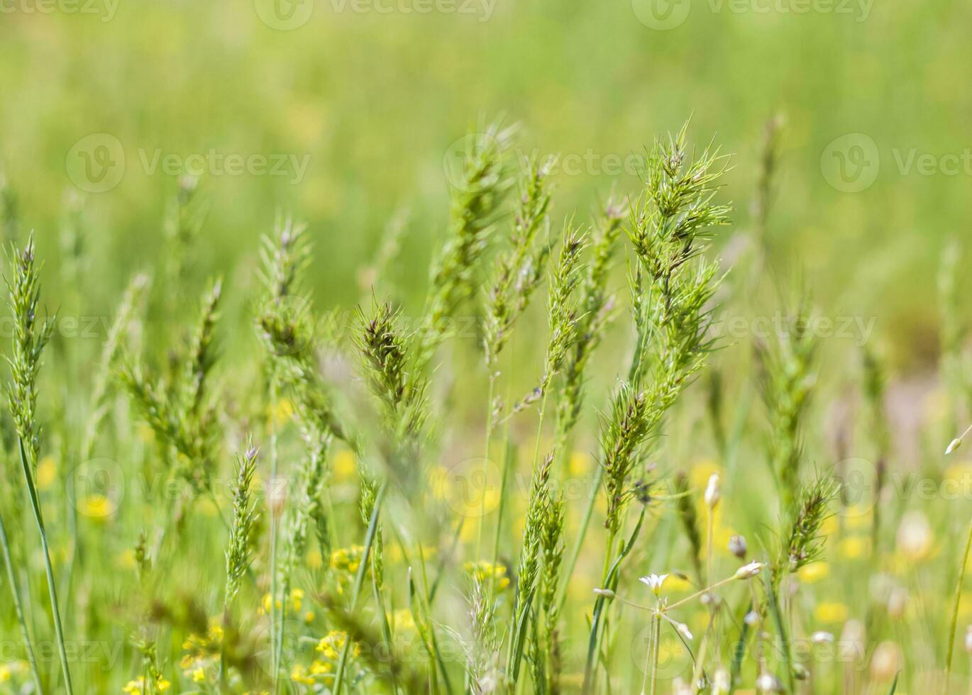 um campo de prado com grama fresca e flores amarelas. verão primavera paisagem natural. um fundo de paisagem florescente para um cartão postal, banner ou pôster foto