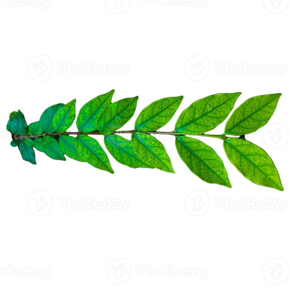 pequeno folha e membro mok árvore recorte caminho em branco isolado fundo foto