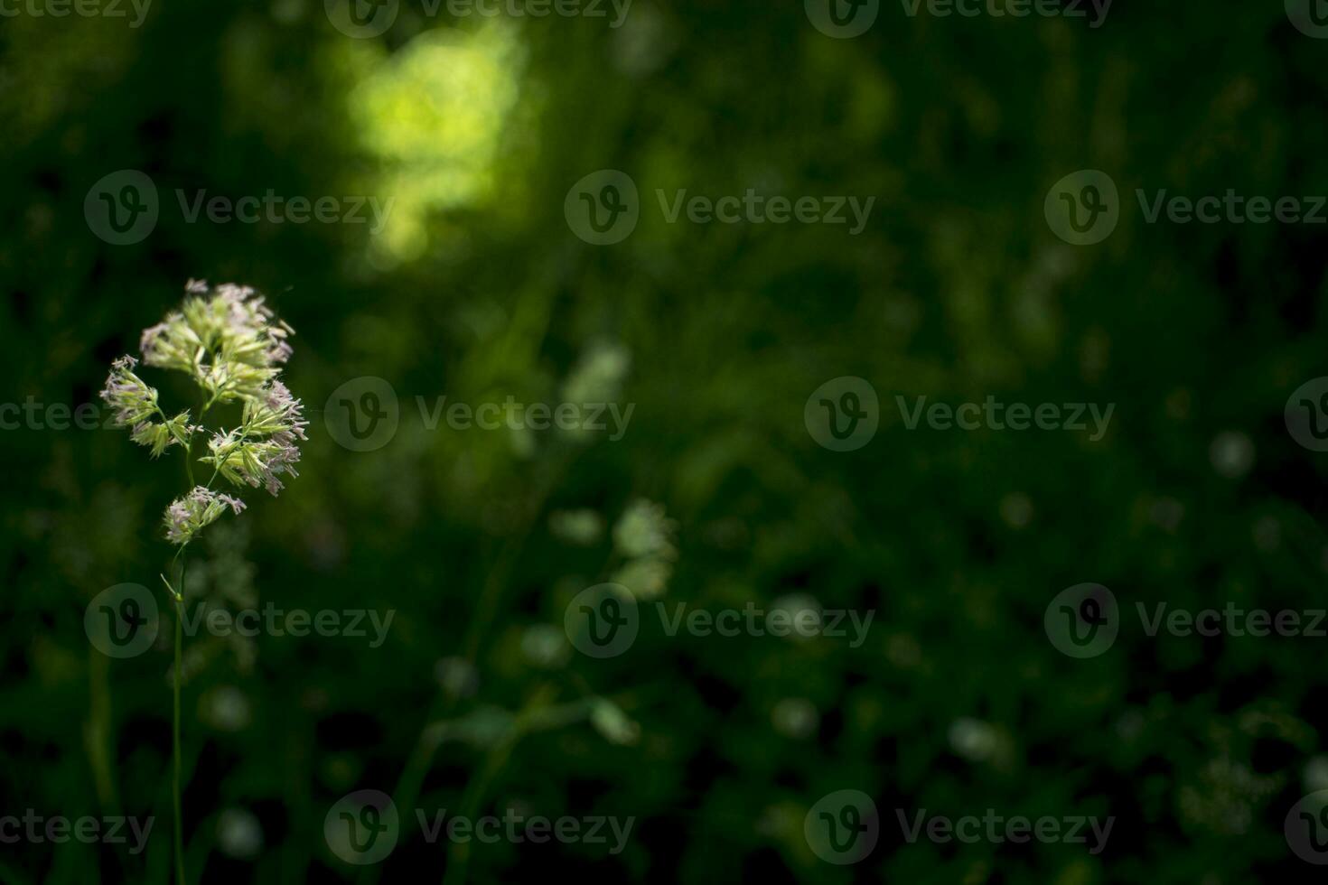 floração orelhas do ervas daninhas. natural gramado dentro a brilhante Sol foto