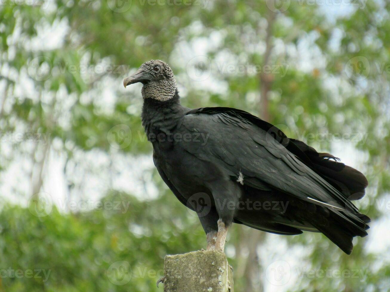 urubu-preto nome científico coragyps atratus Preto abutre foto