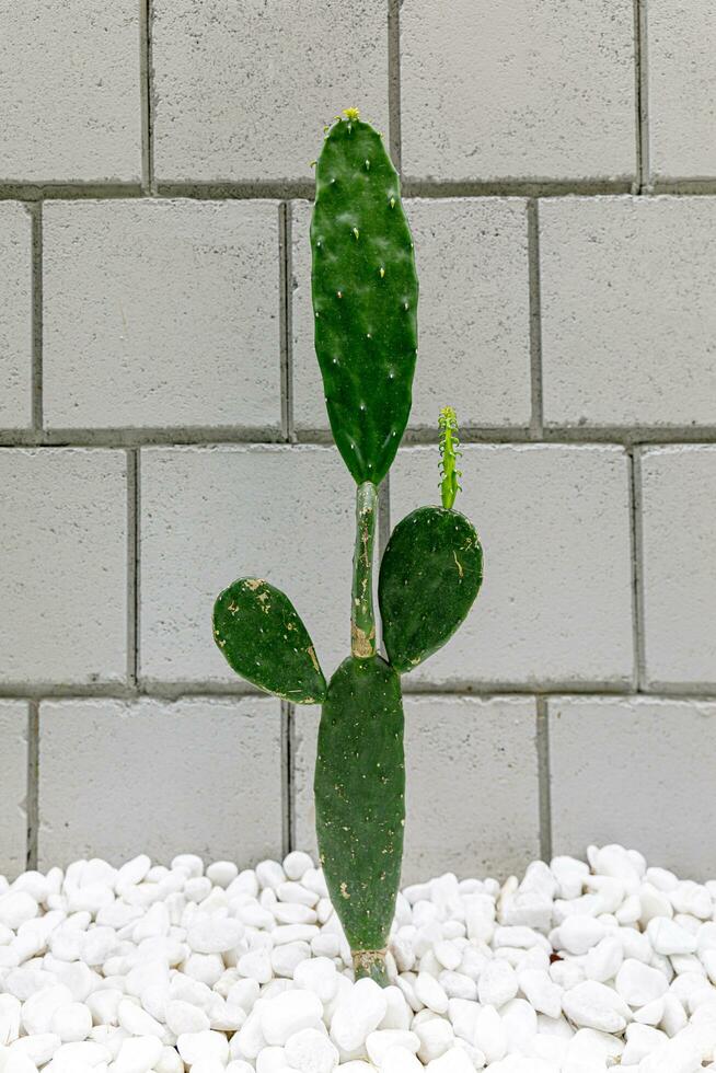 conceito do contemporâneo e autêntico casa decoração. cacto plantas foto