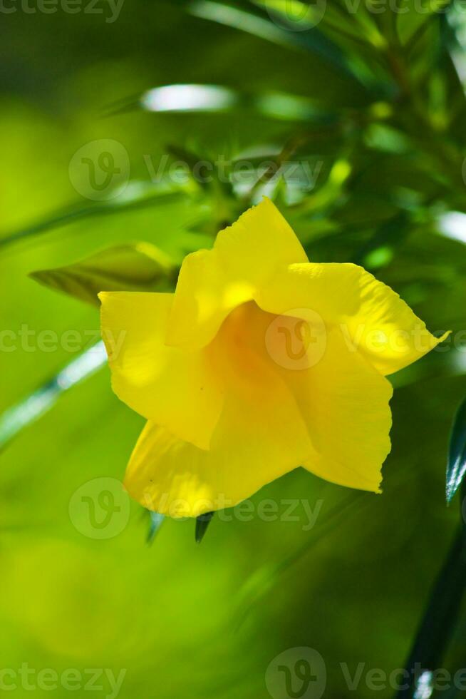 amarelo oleandro dentro a jardim foto