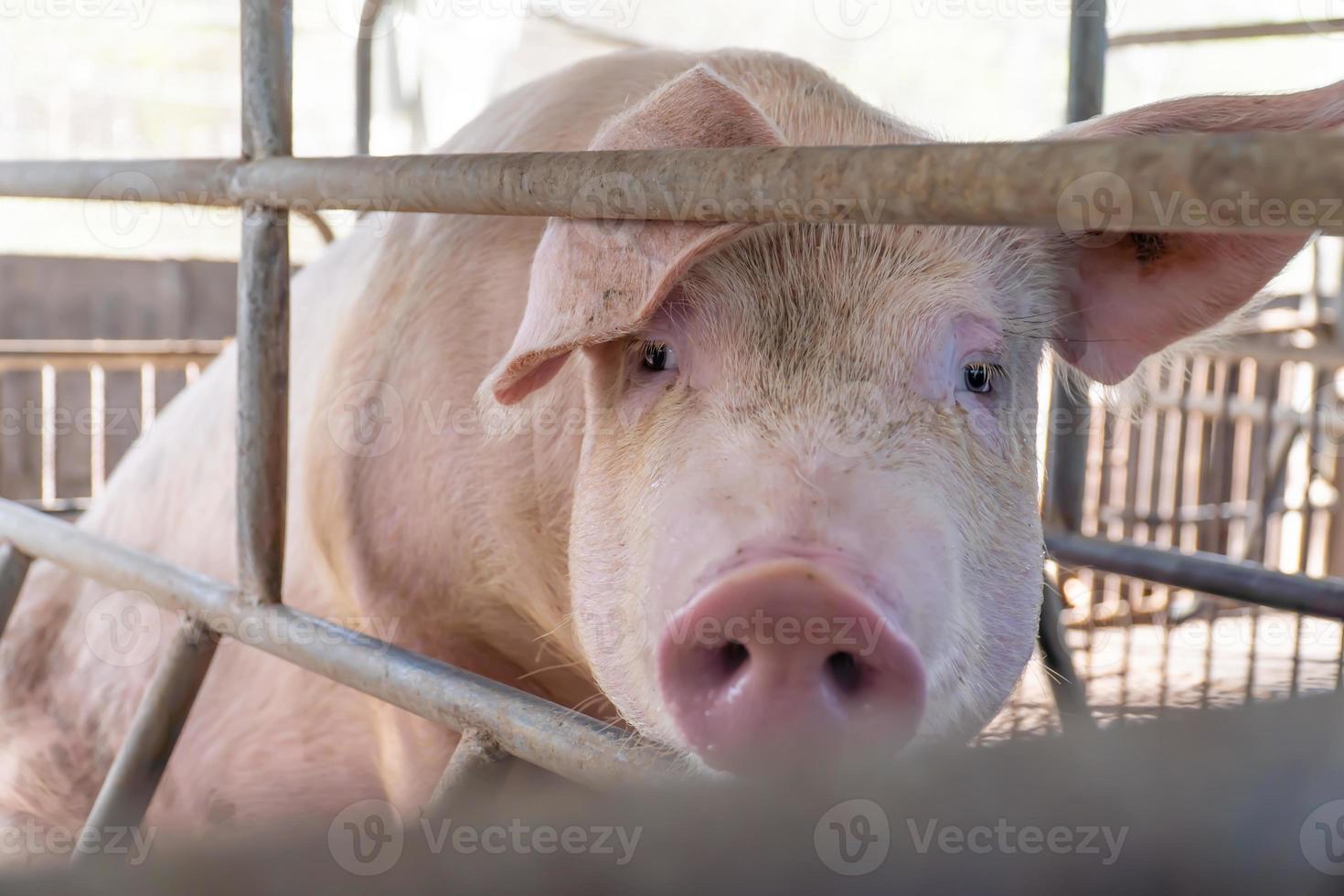 close-up do porco reprodutor na fazenda estão esperando por foco seletivo de alimento foco suave foto