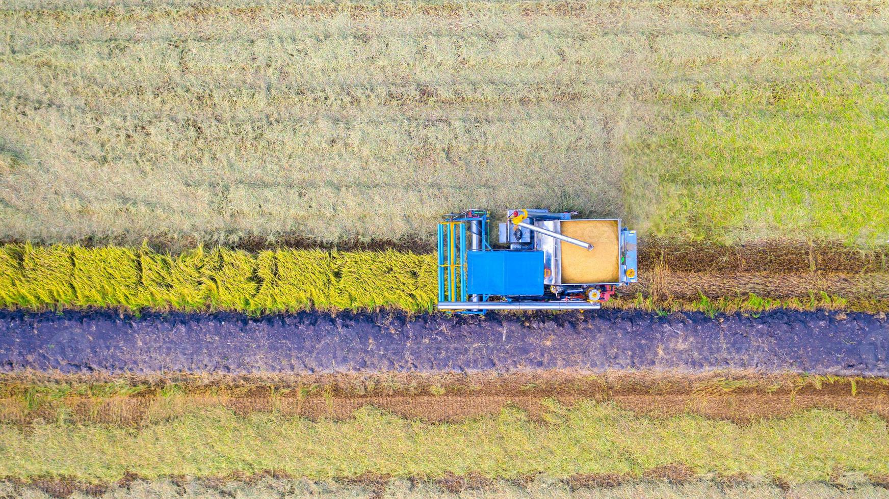 vista aérea superior da colheitadeira trabalhando no campo de arroz foto