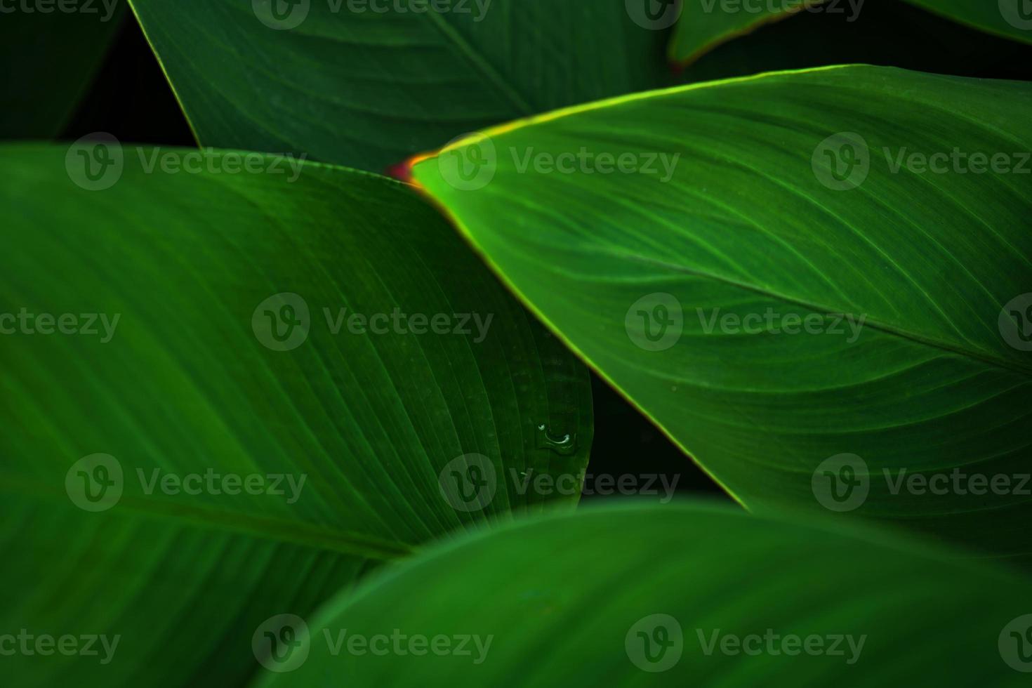 deixa folhas verdes escuras no fundo da floresta tropical natural foto