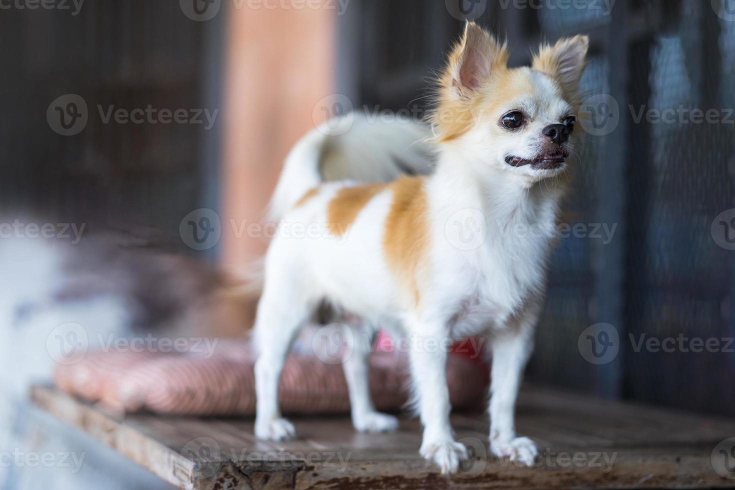 cachorro chihuahua de cabelo comprido na mesa foto