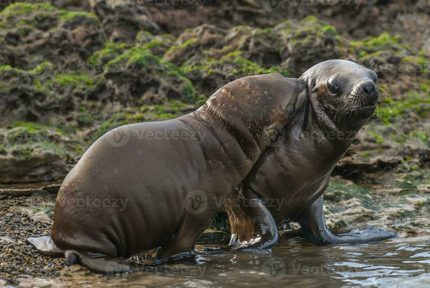 uma grupo do mar leões foto