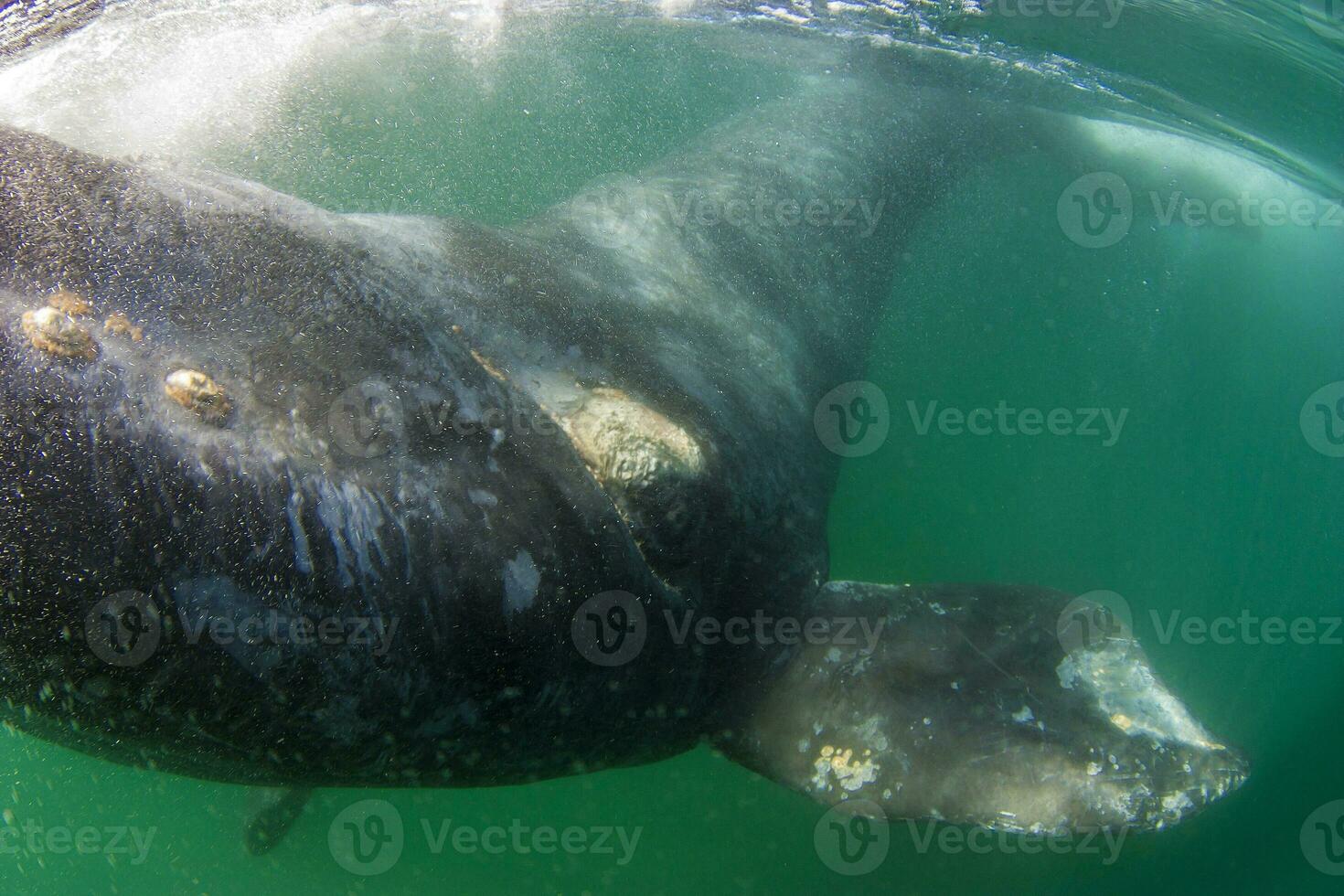 uma cinzento baleia é natação dentro a oceano foto