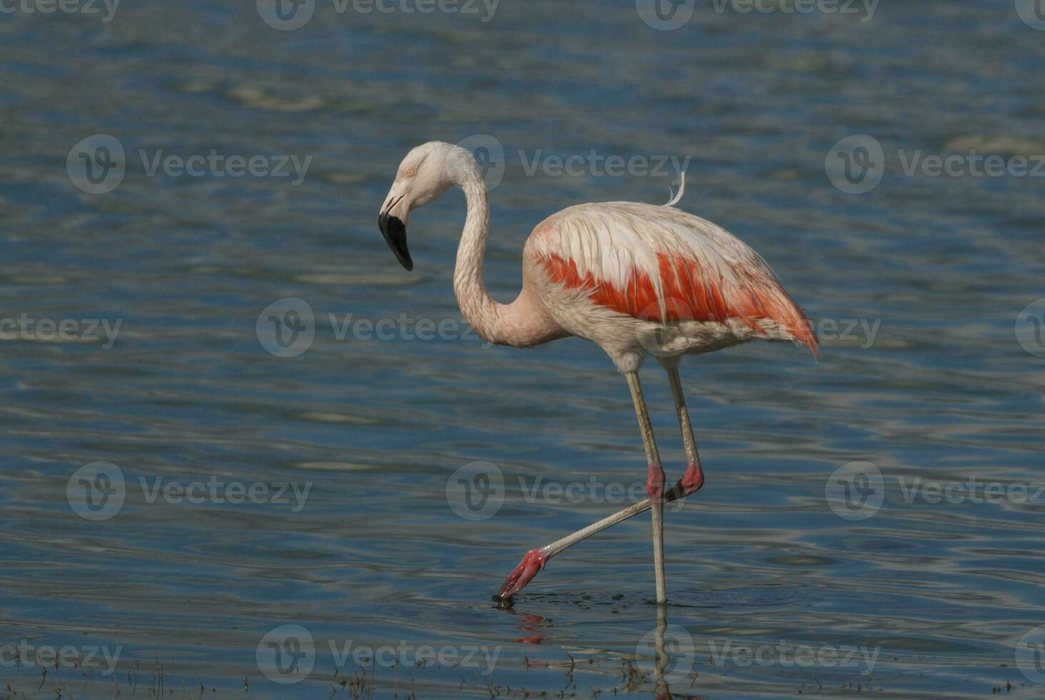 uma flamingo é caminhando dentro a água foto