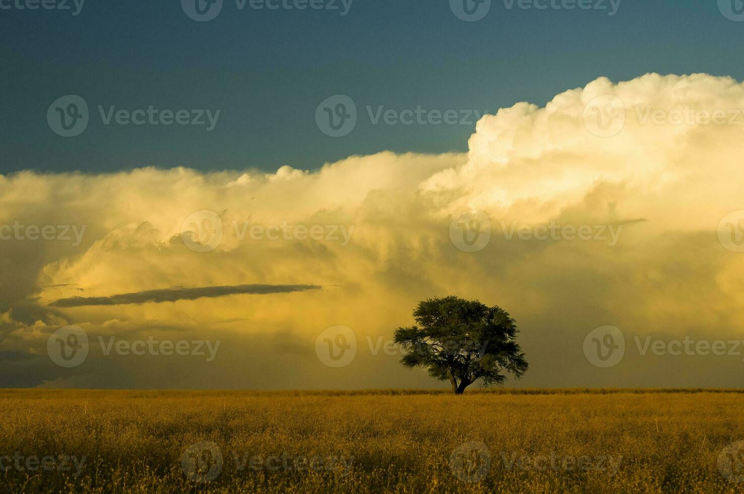 uma solitário árvore dentro uma campo com uma ampla nuvem dentro a fundo foto