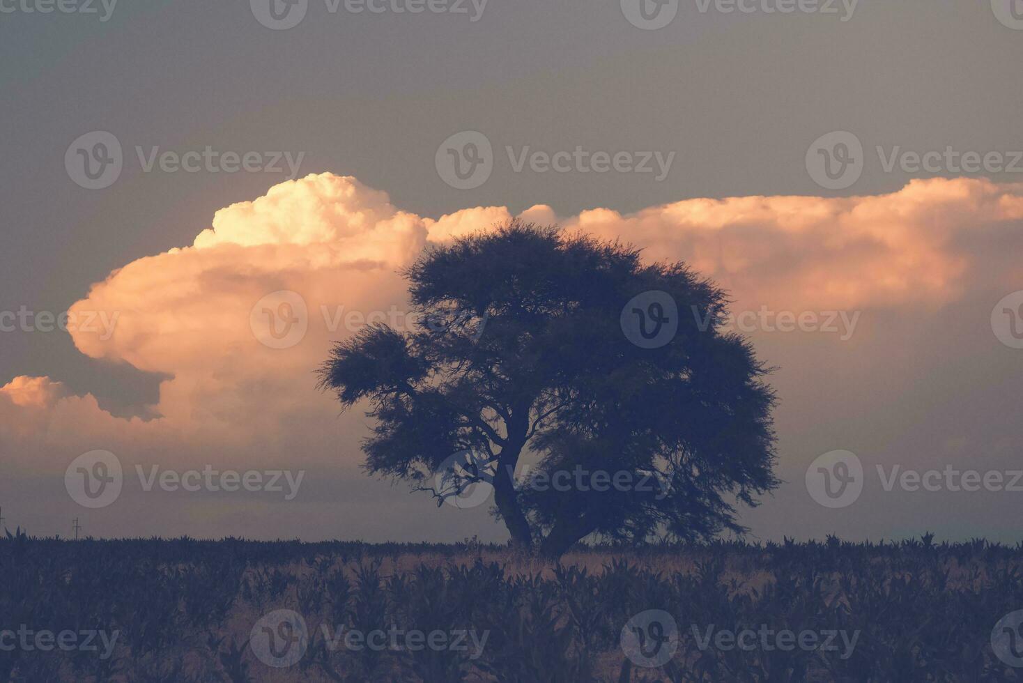 uma campo com árvores e Relva dentro a fundo foto