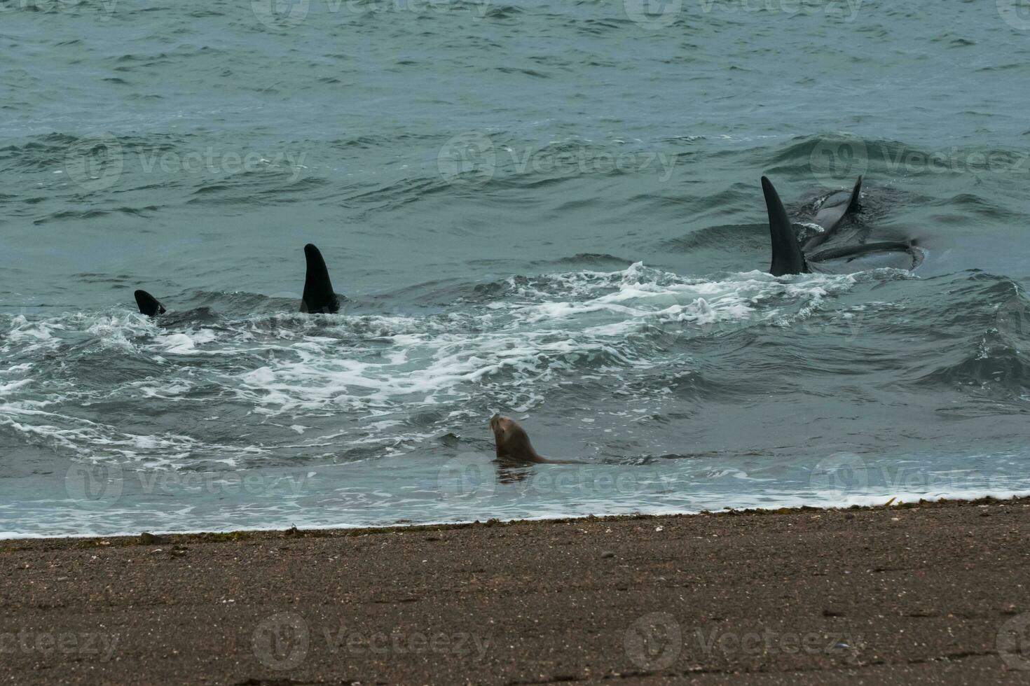 orcas dentro a costa foto