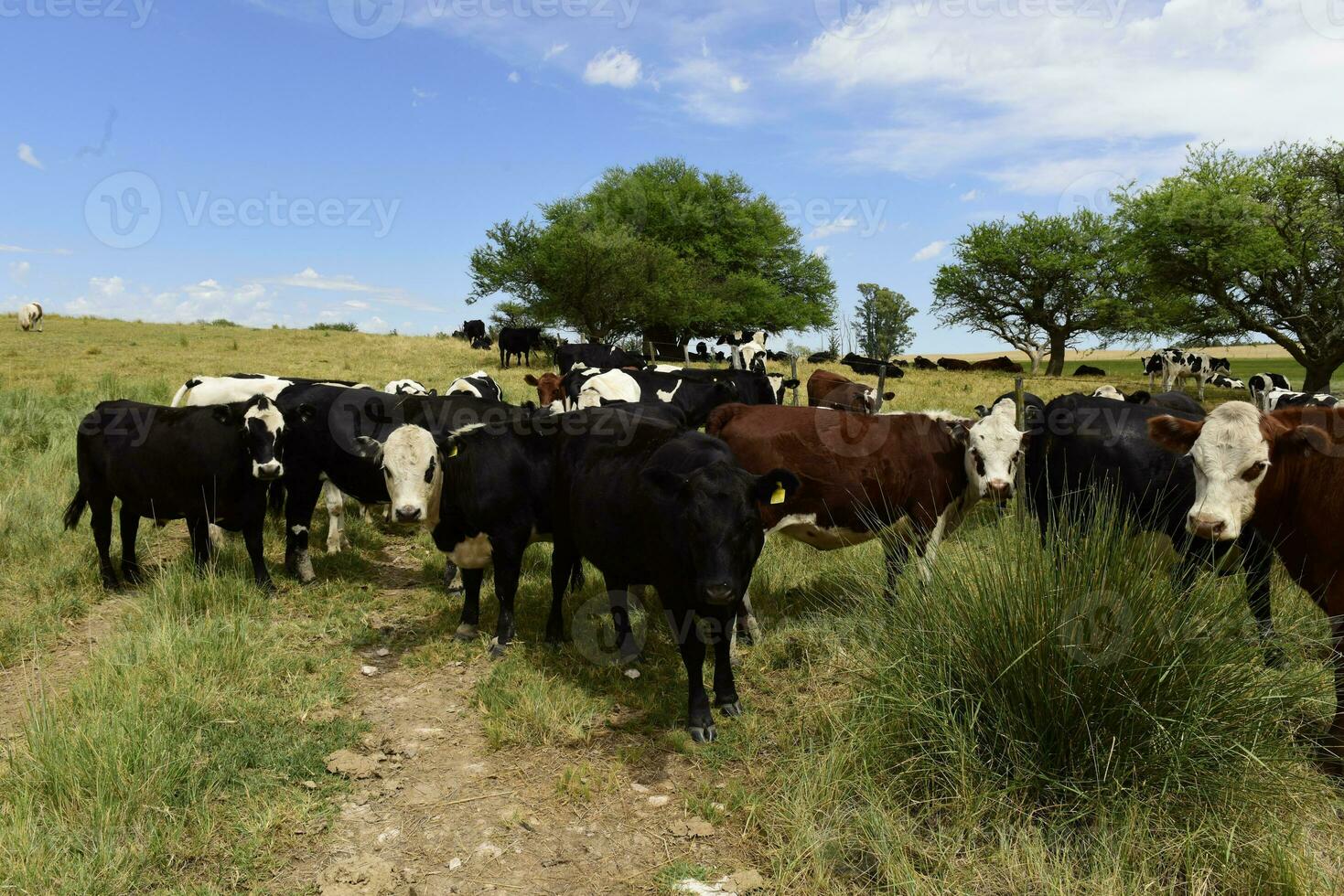 Fazenda pasto com vacas foto