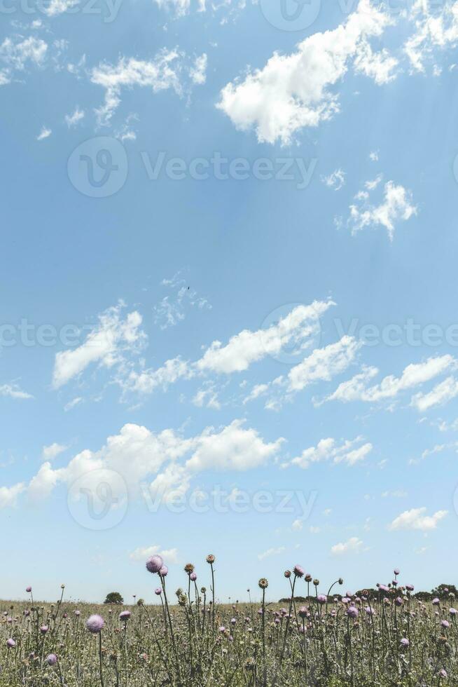 cênico pasto Visão foto