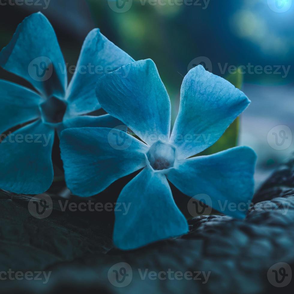 planta de flor azul romântica na primavera foto