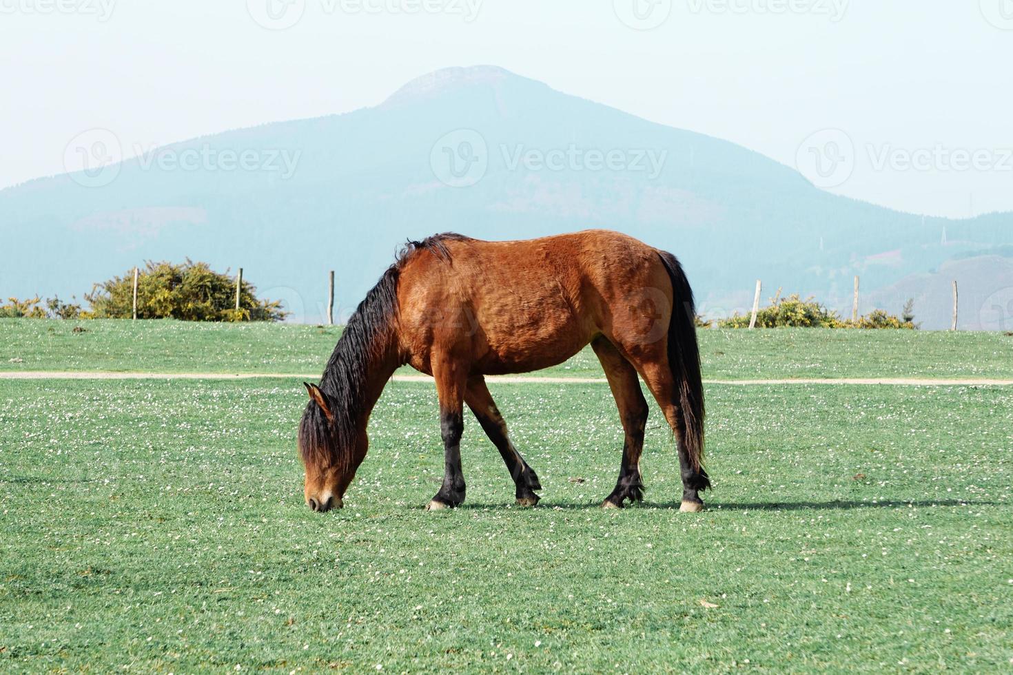 lindo retrato de cavalo marrom no prado foto