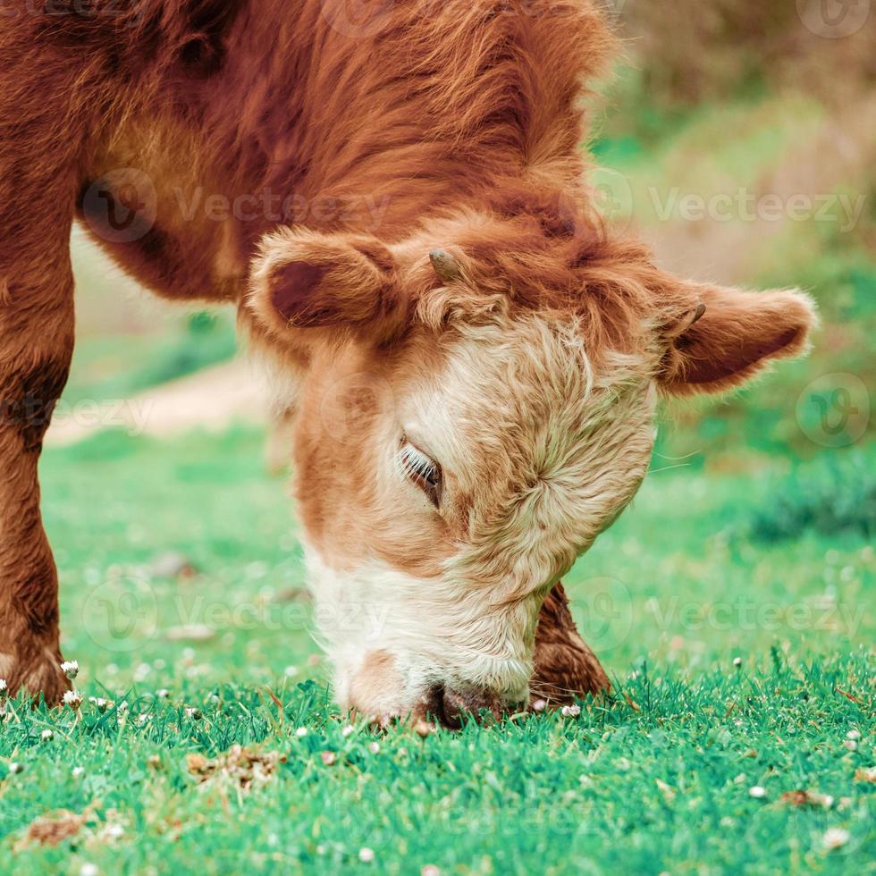 lindo retrato de vaca marrom no prado foto