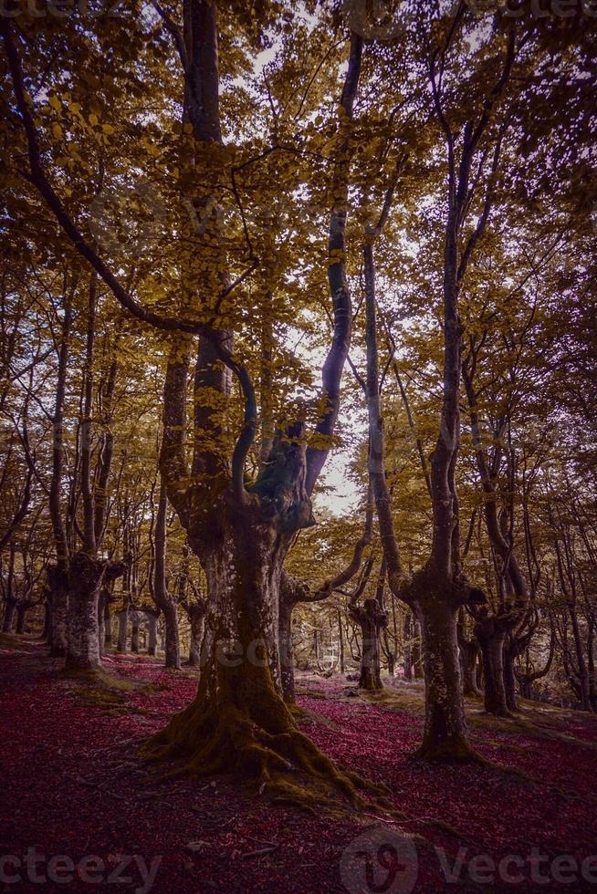 árvores na floresta na temporada de outono foto