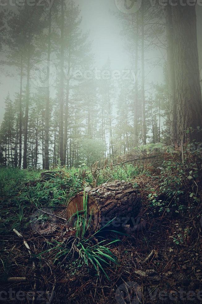 árvores na floresta na temporada de outono foto