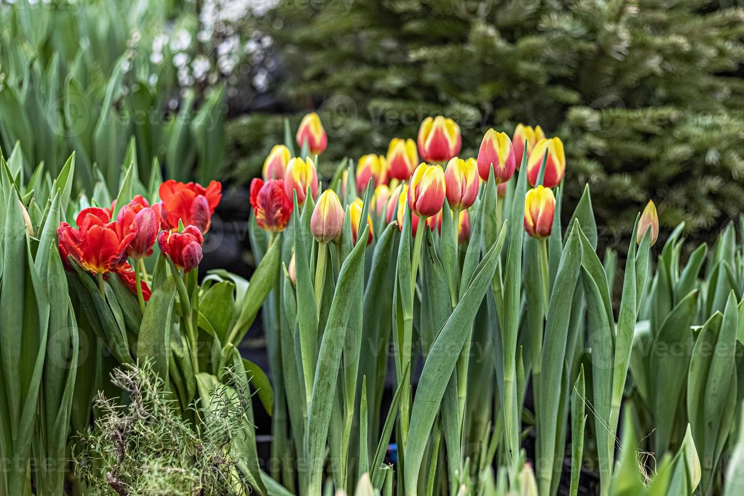 tulipas vermelho-amarelo em um canteiro de flores no jardim. Primavera. florescer foto