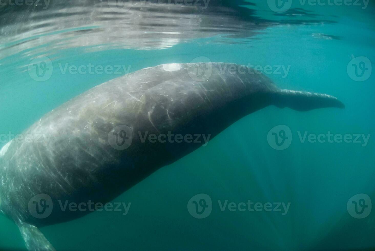 elefante foca dentro chabut, patagônia foto