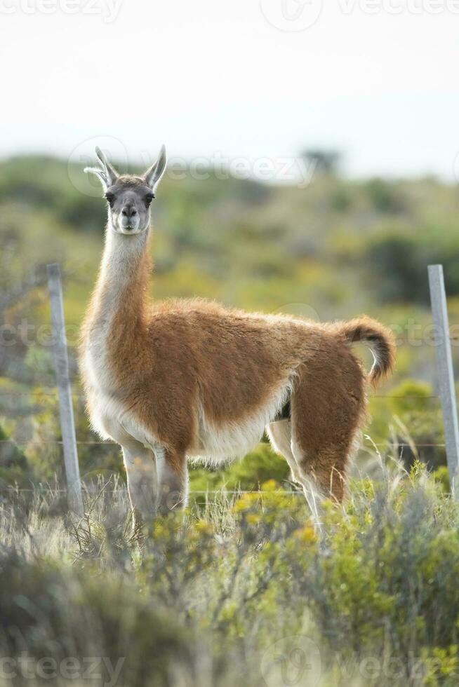 guanaco animal dentro a selvagem, pampas, Argentina foto