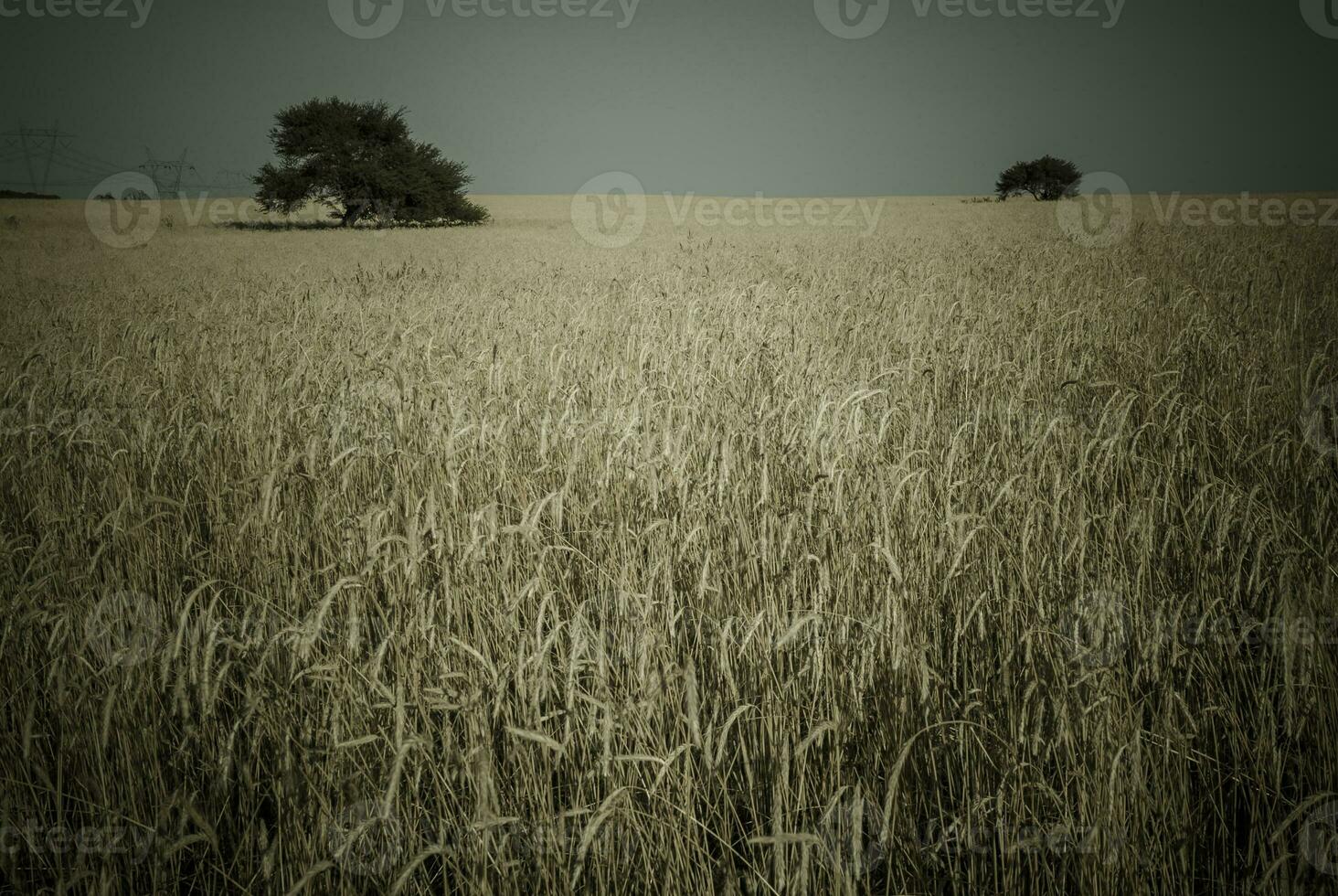 panorama dentro las pampas, Argentina foto