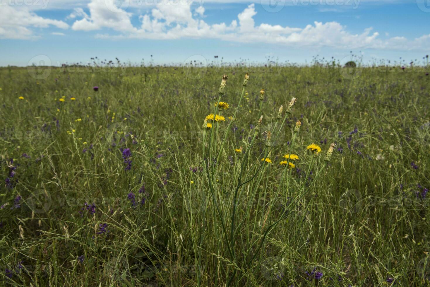 flor campo dentro las pampas, Argentina foto