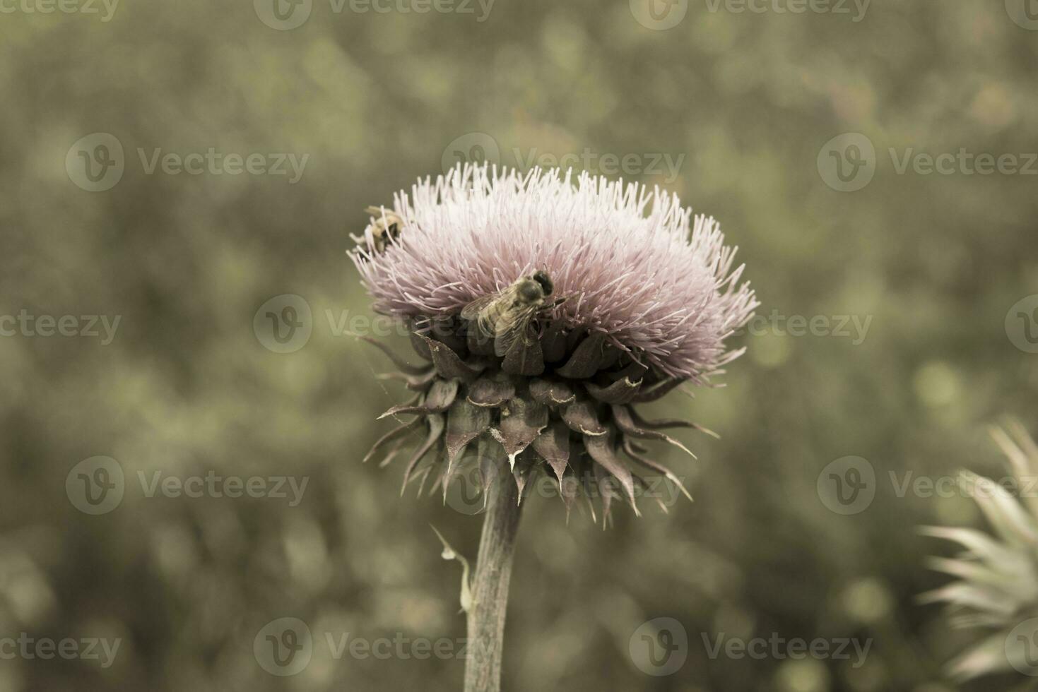 flor vista de perto foto