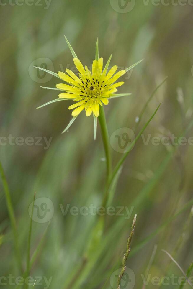 flor vista de perto foto