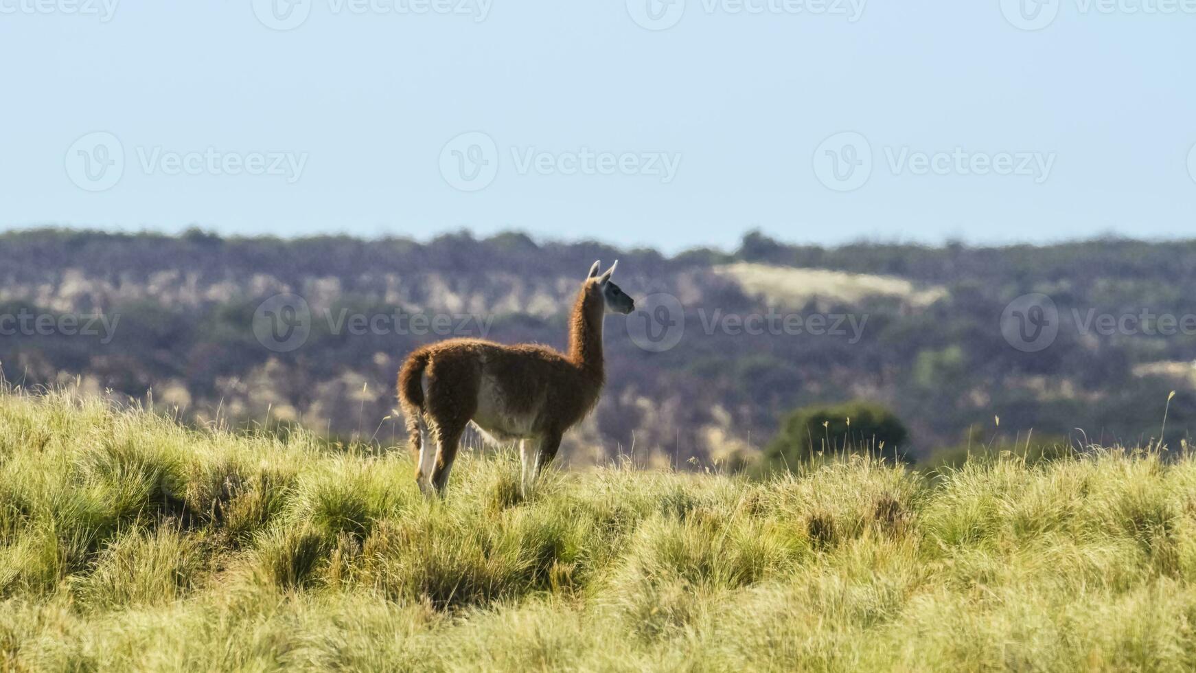 guanacos dentro Chile foto