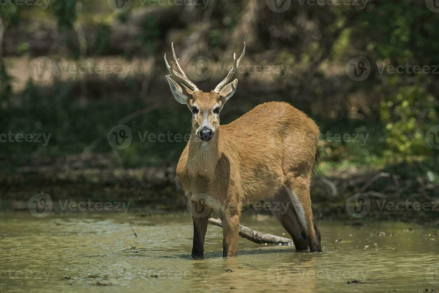 veado dentro brasileiro pantanal foto