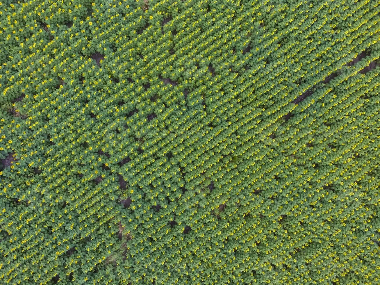 aéreo Visão do uma campo do verde árvores foto