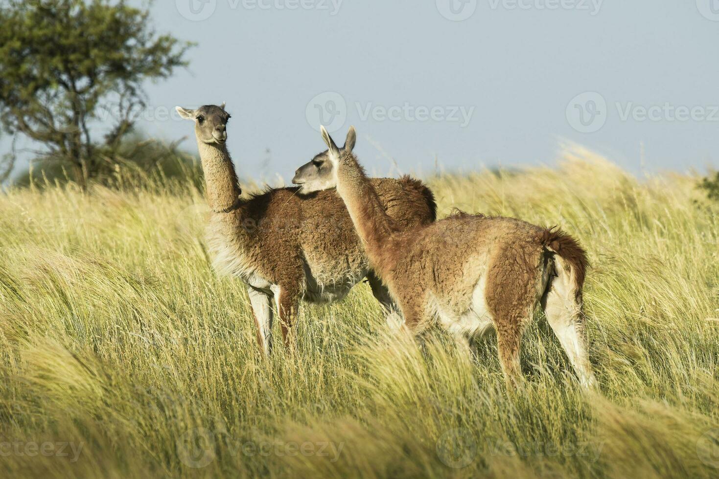 guanaco mamífero dentro a selvagem, sul América foto