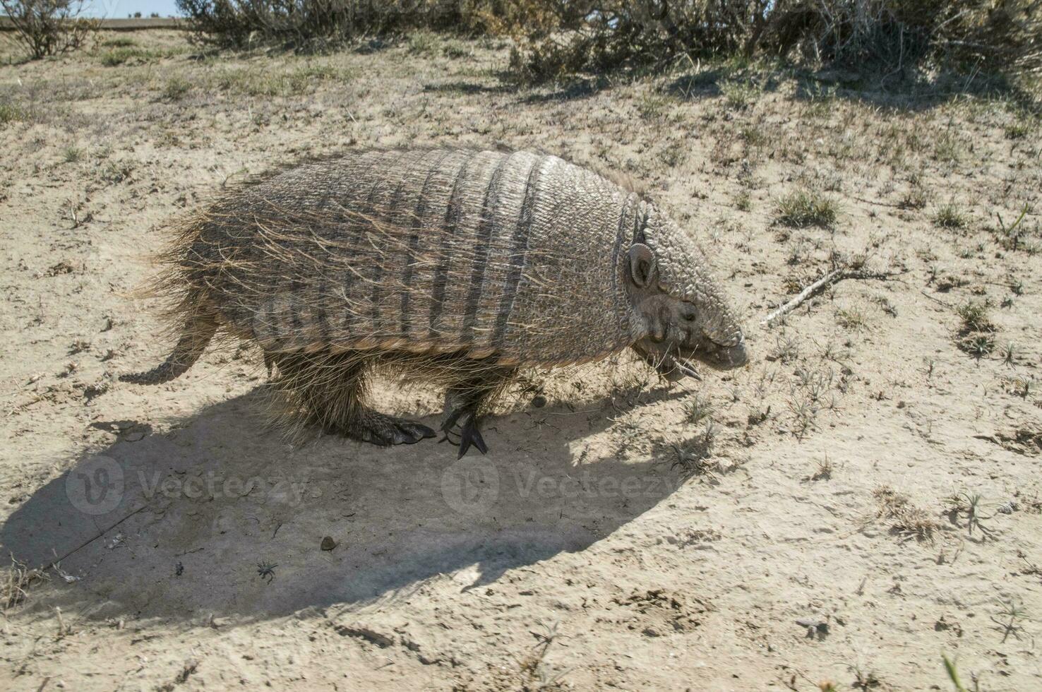 pequeno tatu dentro Argentina foto